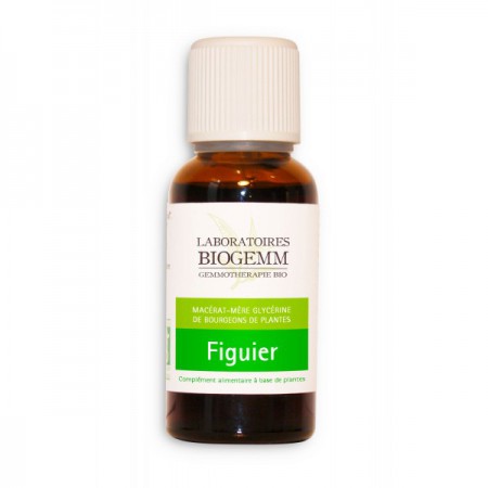 /products/figuier-macerat-mere/